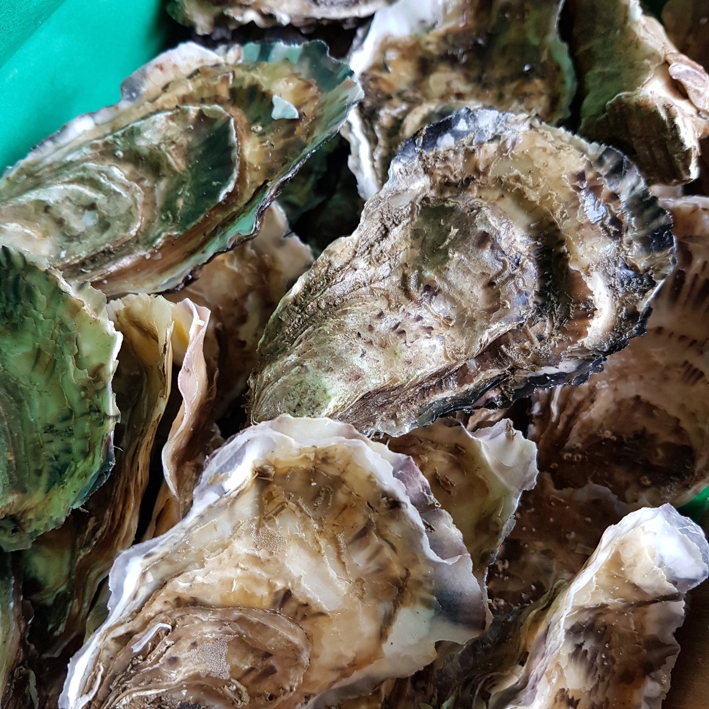 Velouté d'Huîtres d'Arcachon