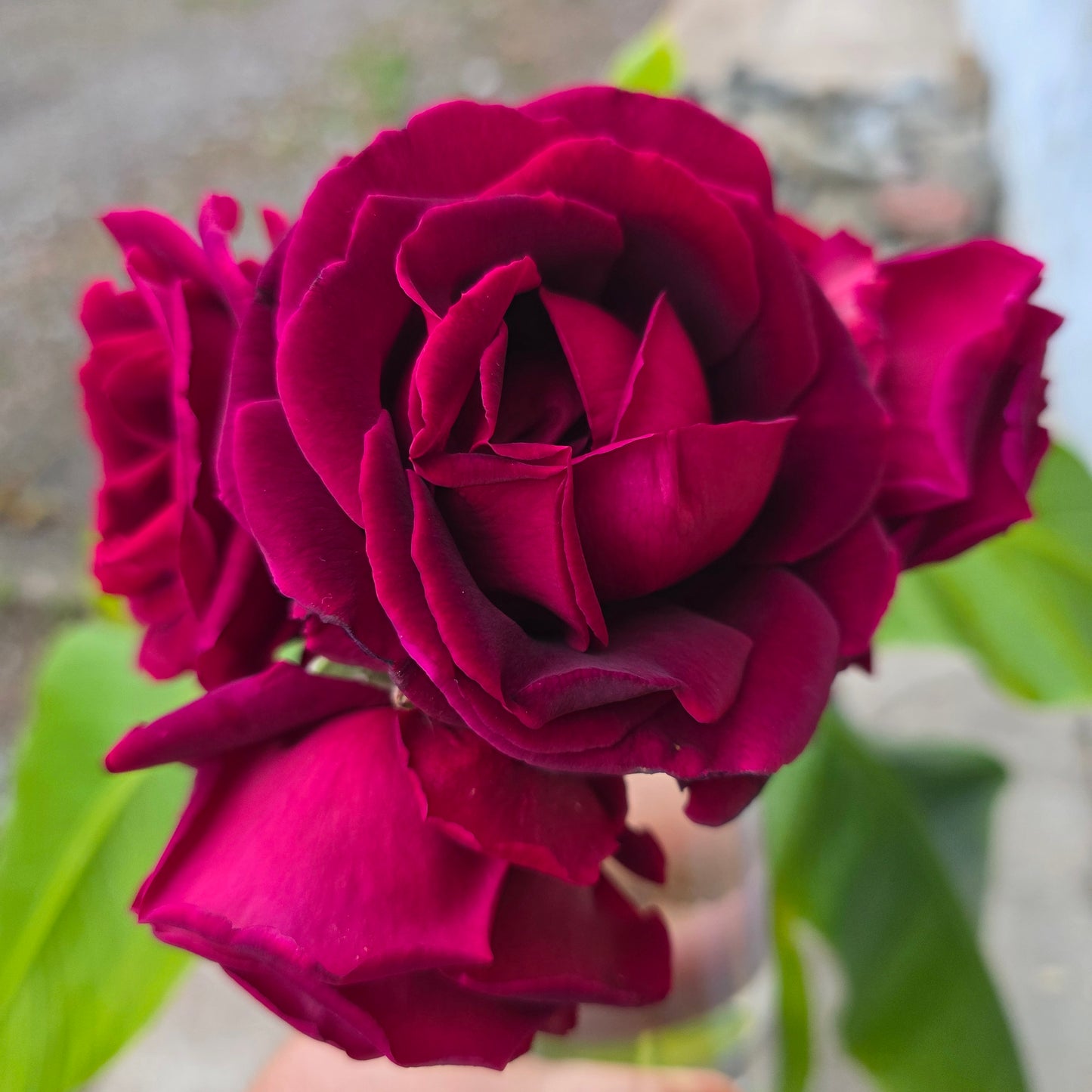 Gelée de Rose « Papa Meilland » – 250g
